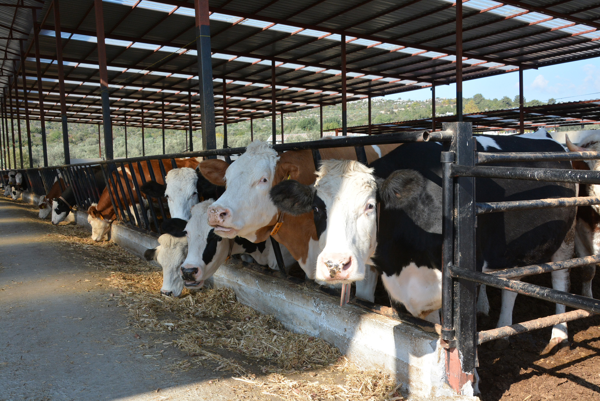 Mersin Büyükşehir Belediye Başkanı