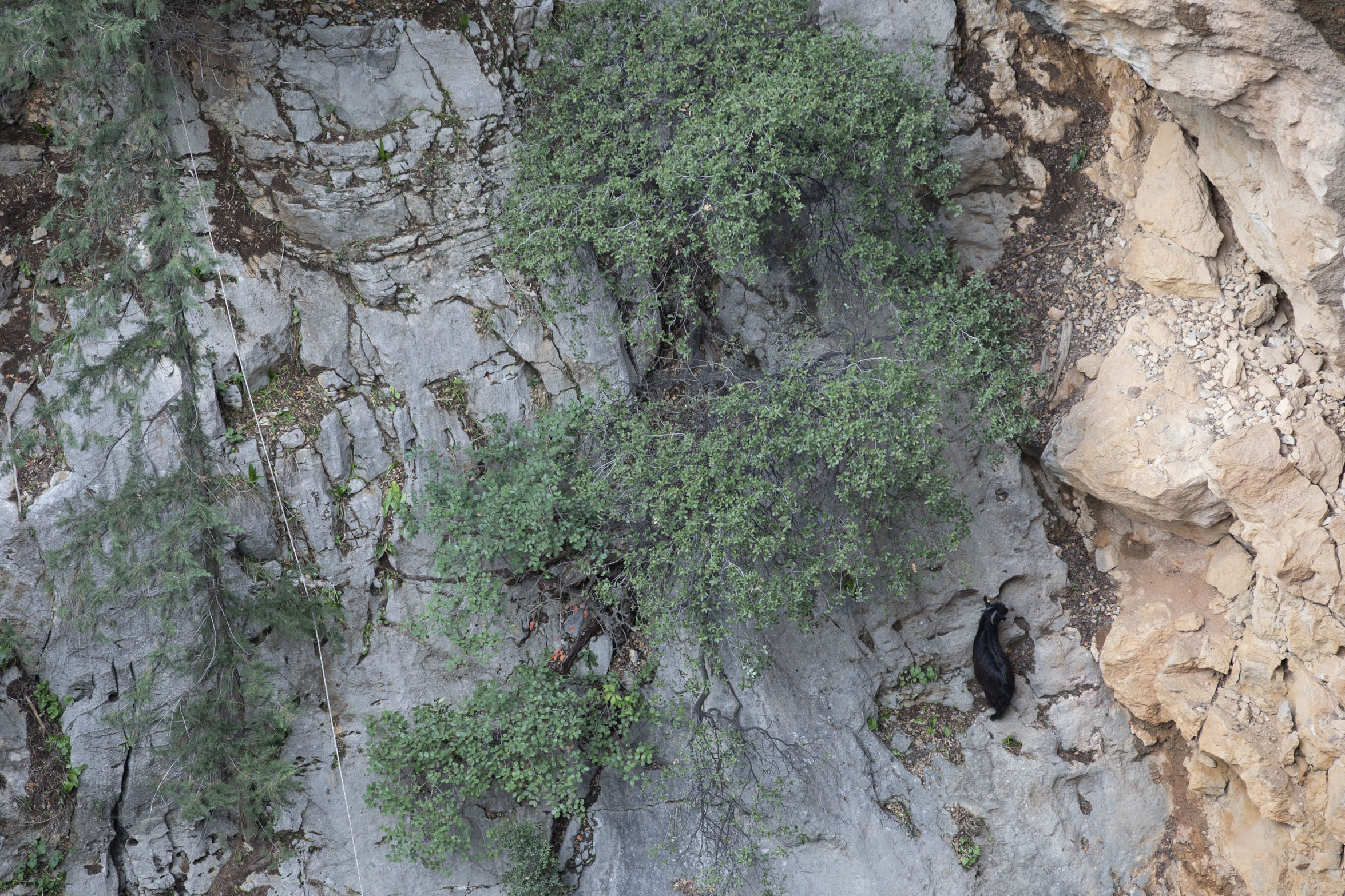 1 HAFTADIR KAYIP OLAN KEÇİYİ BÜYÜKŞEHİR EKİPLERİ UÇURUMDAN KURTARDI Büyükşehir Belediyesi İtfaiye Dairesi