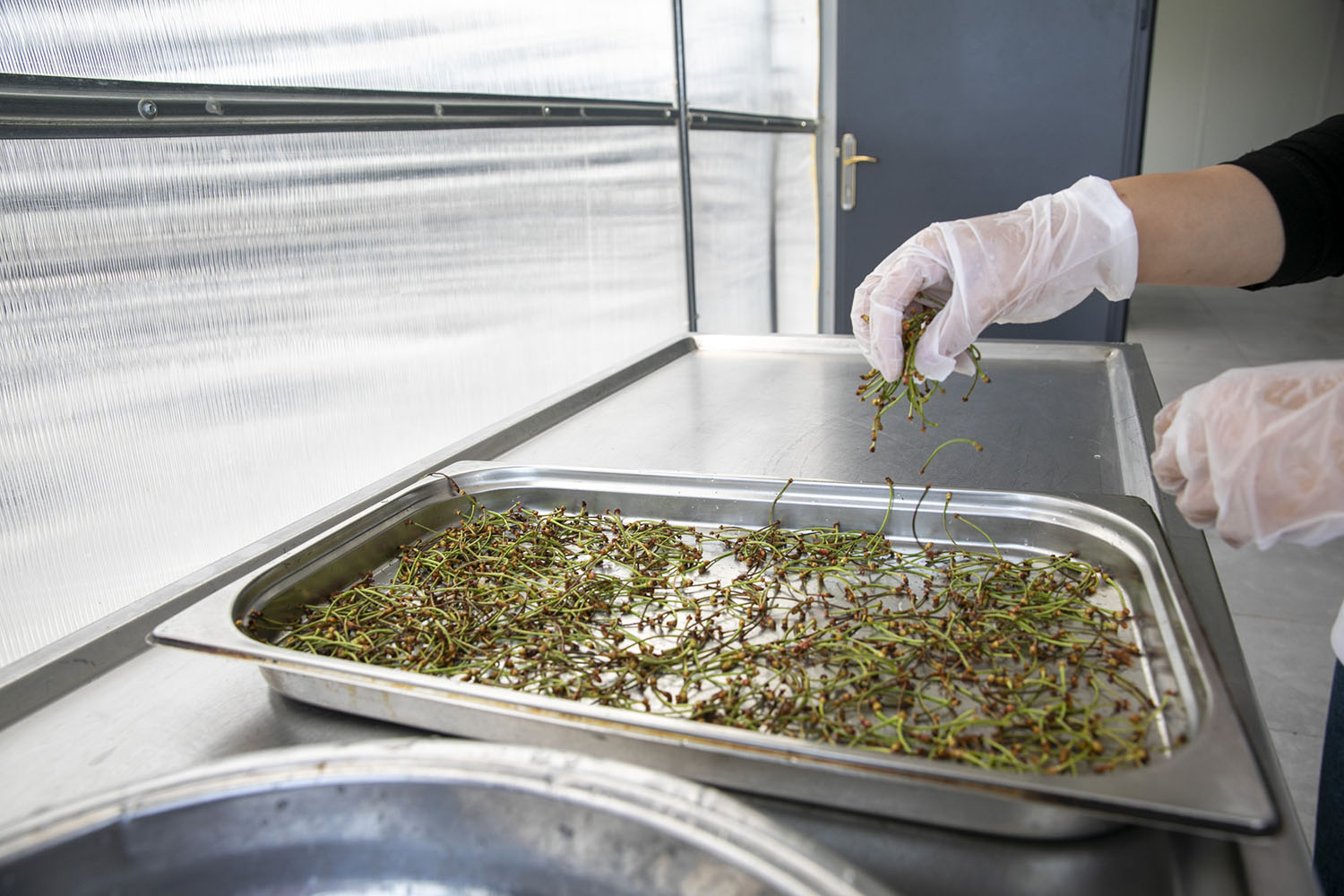 Birleşmiş Milletler Uluslararası Göç