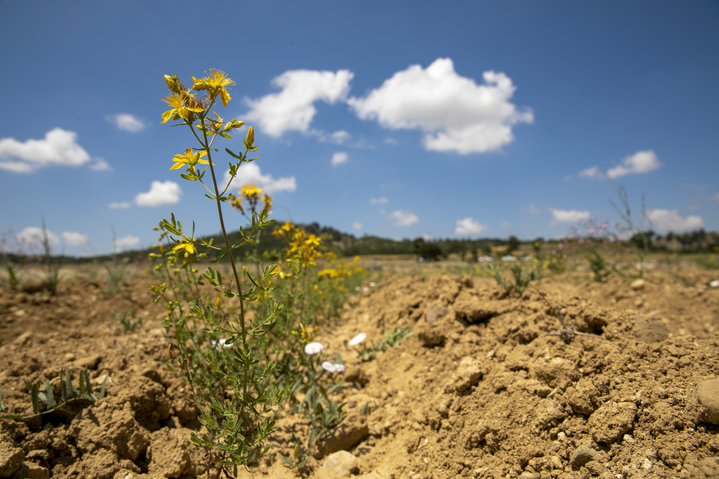 BÜYÜKŞEHİR’LE KIRAÇ TOPRAKLAR SARI KANTARON ÇİÇEKLERİYLE BEZENDİ Mersin Büyükşehir Belediye Başkanı