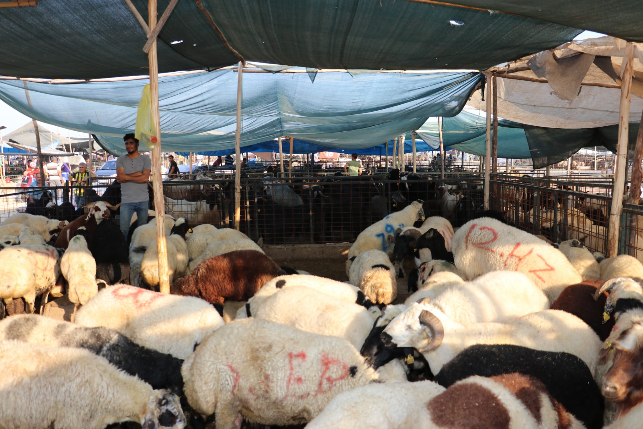 Kesim Ücreti; Küçükbaş 75, Büyükbaş 500 TL Toroslar Belediyesi, 20 Temmuz