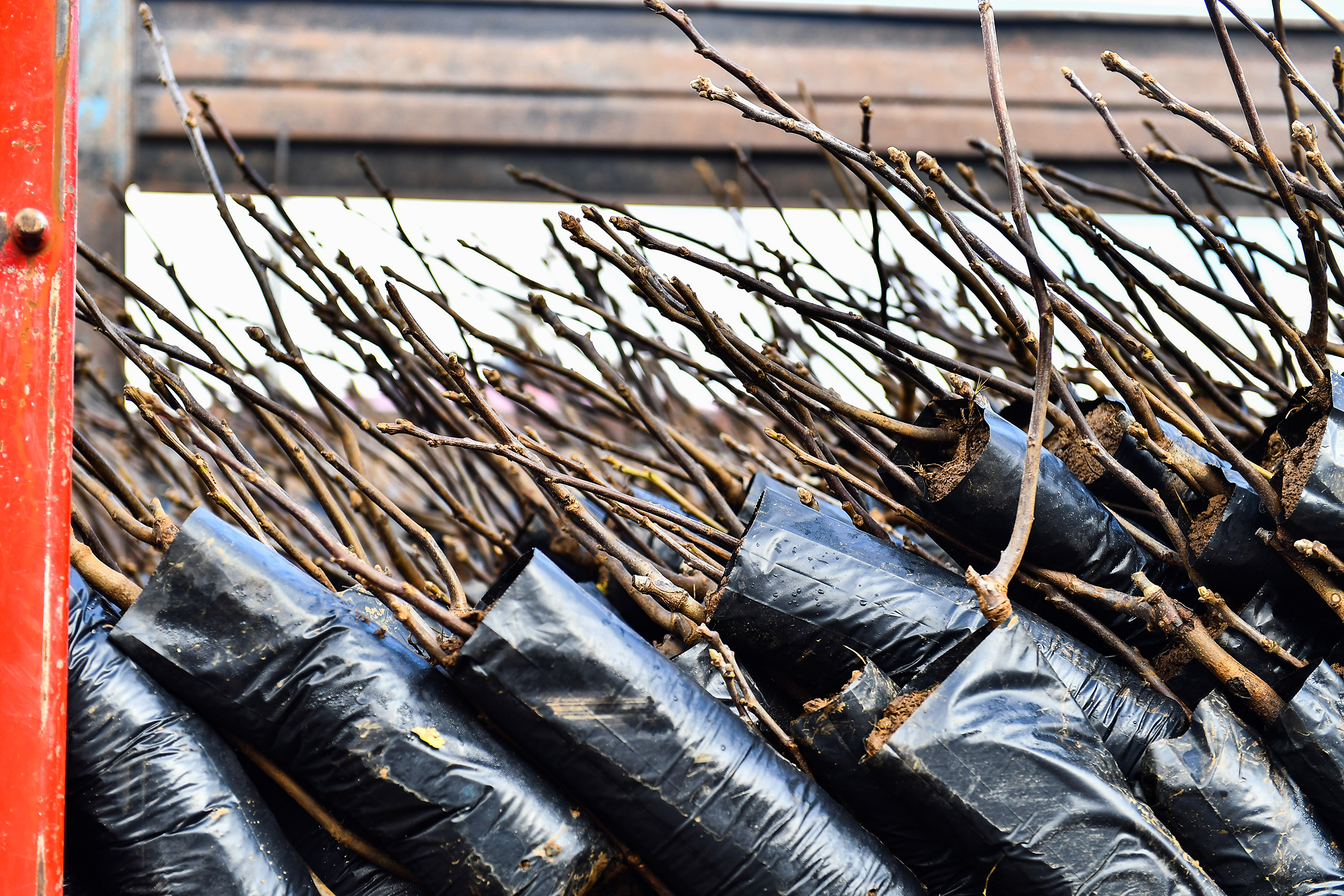 Mersin Büyükşehir Belediyesi Tarımsal