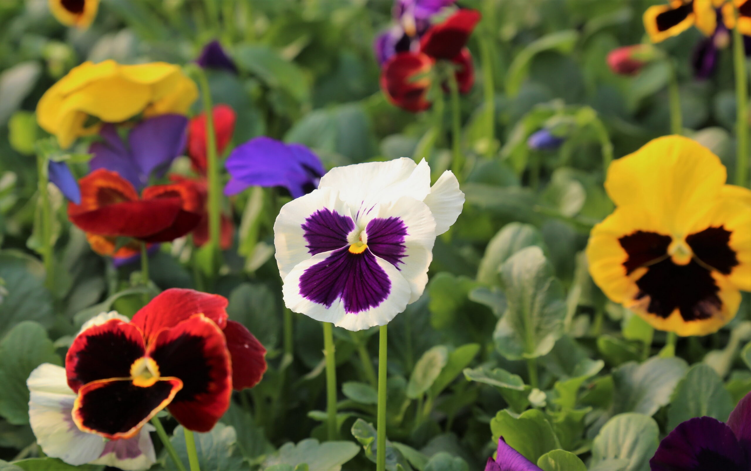 Yılda ortalama 500 binden