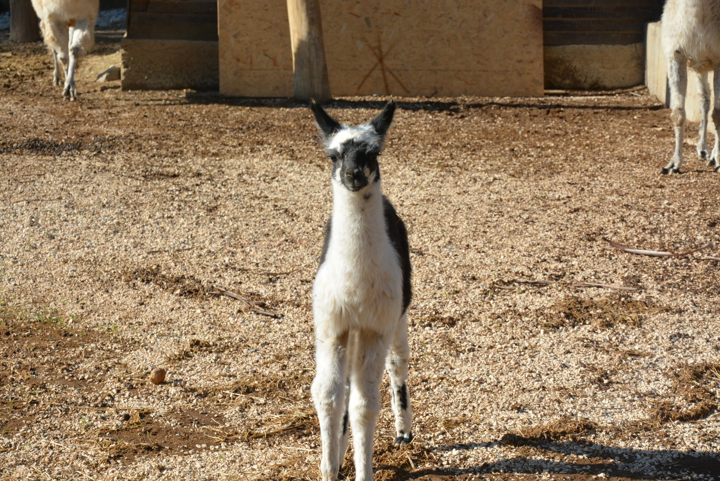 Farklı türden onlarca hayvanı