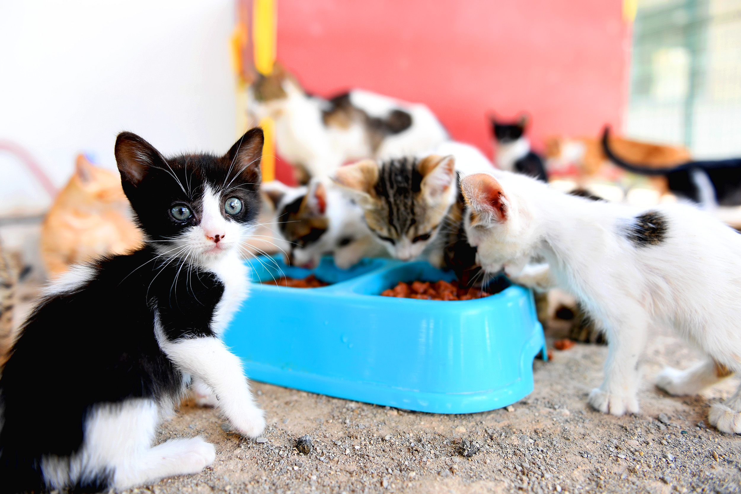 Mersin Büyükşehir Belediyesi Tarımsal