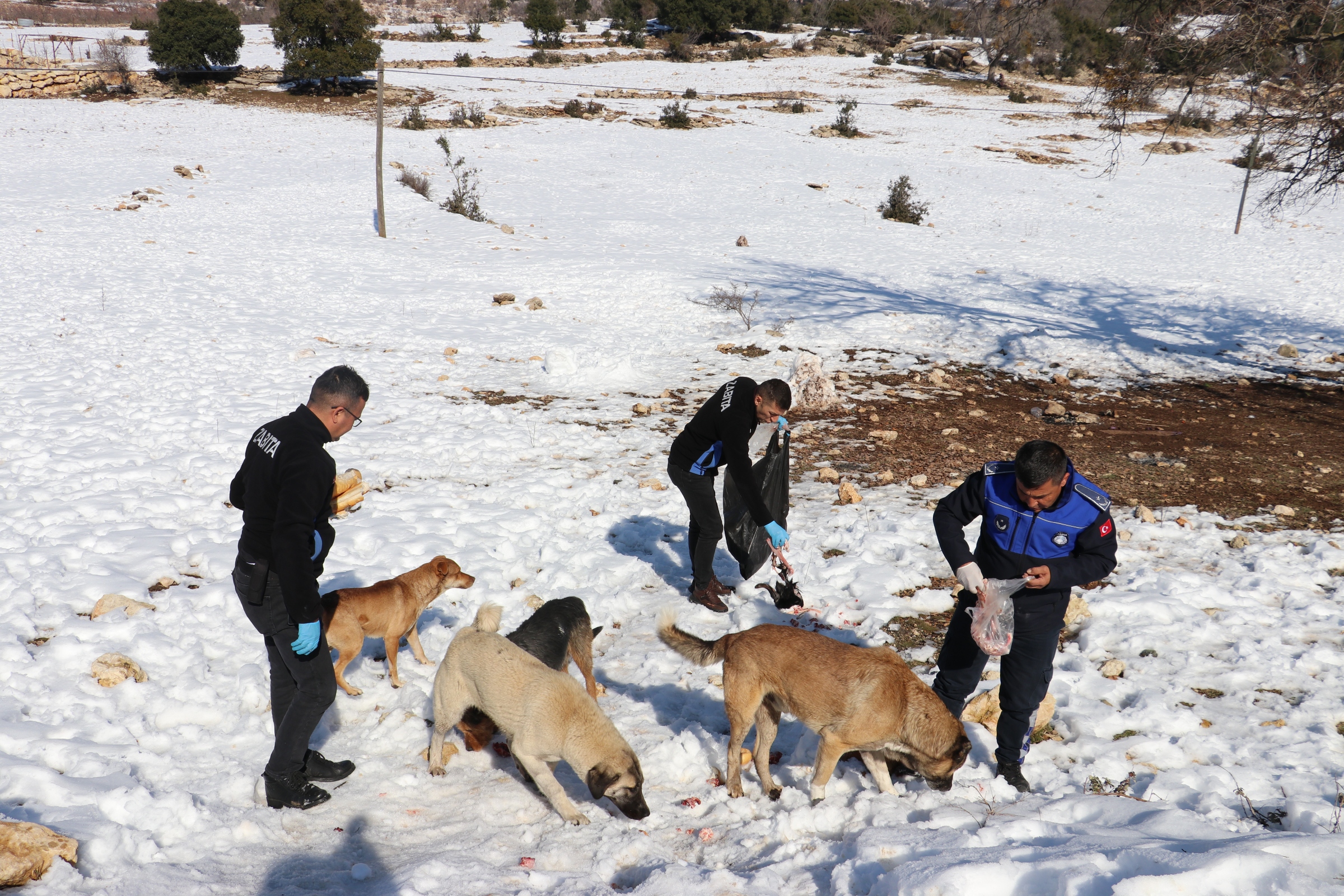 “Belediye Ekipleri, Can Dostlarını Elleriyle Besledi” Mersin’in Toroslar İlçesi’nin yüksek