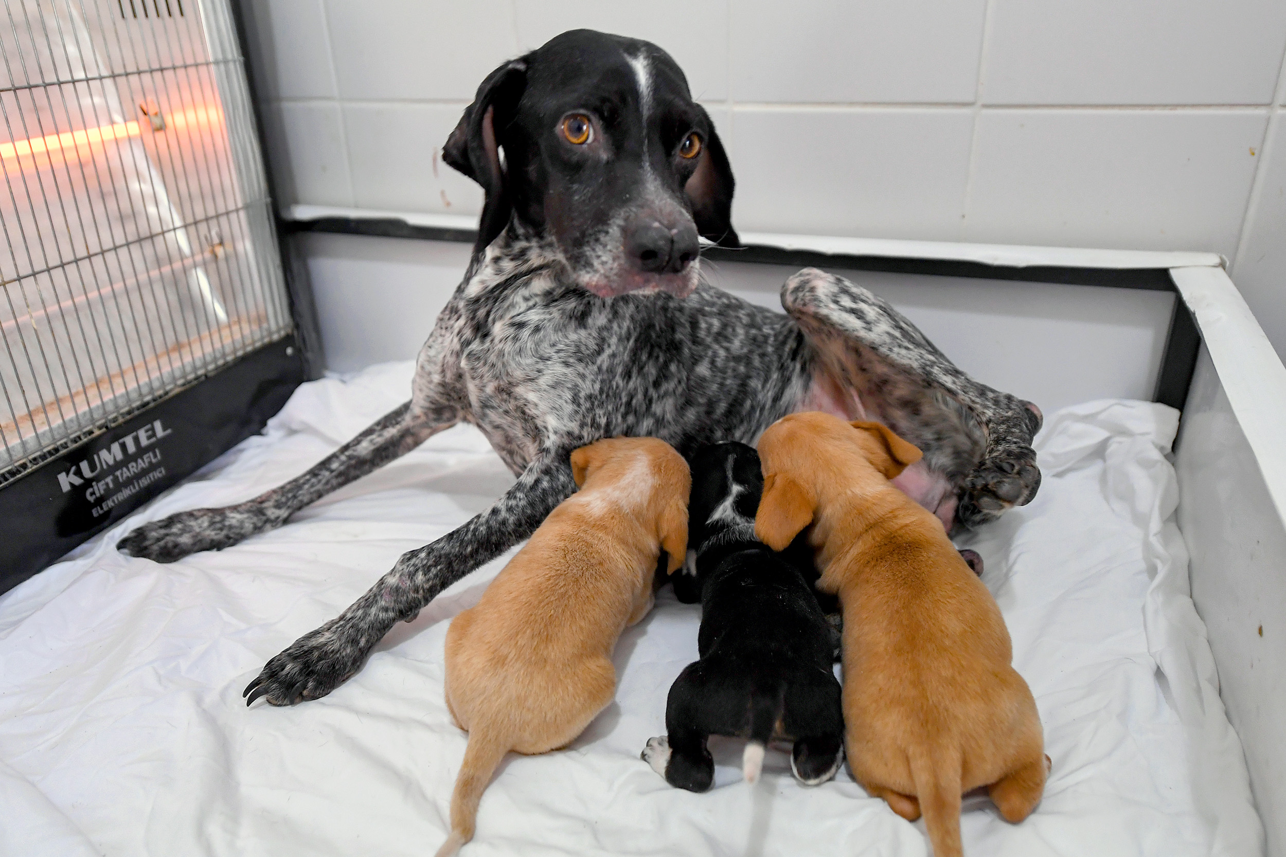 Mersin Büyükşehir Belediyesi Tarımsal