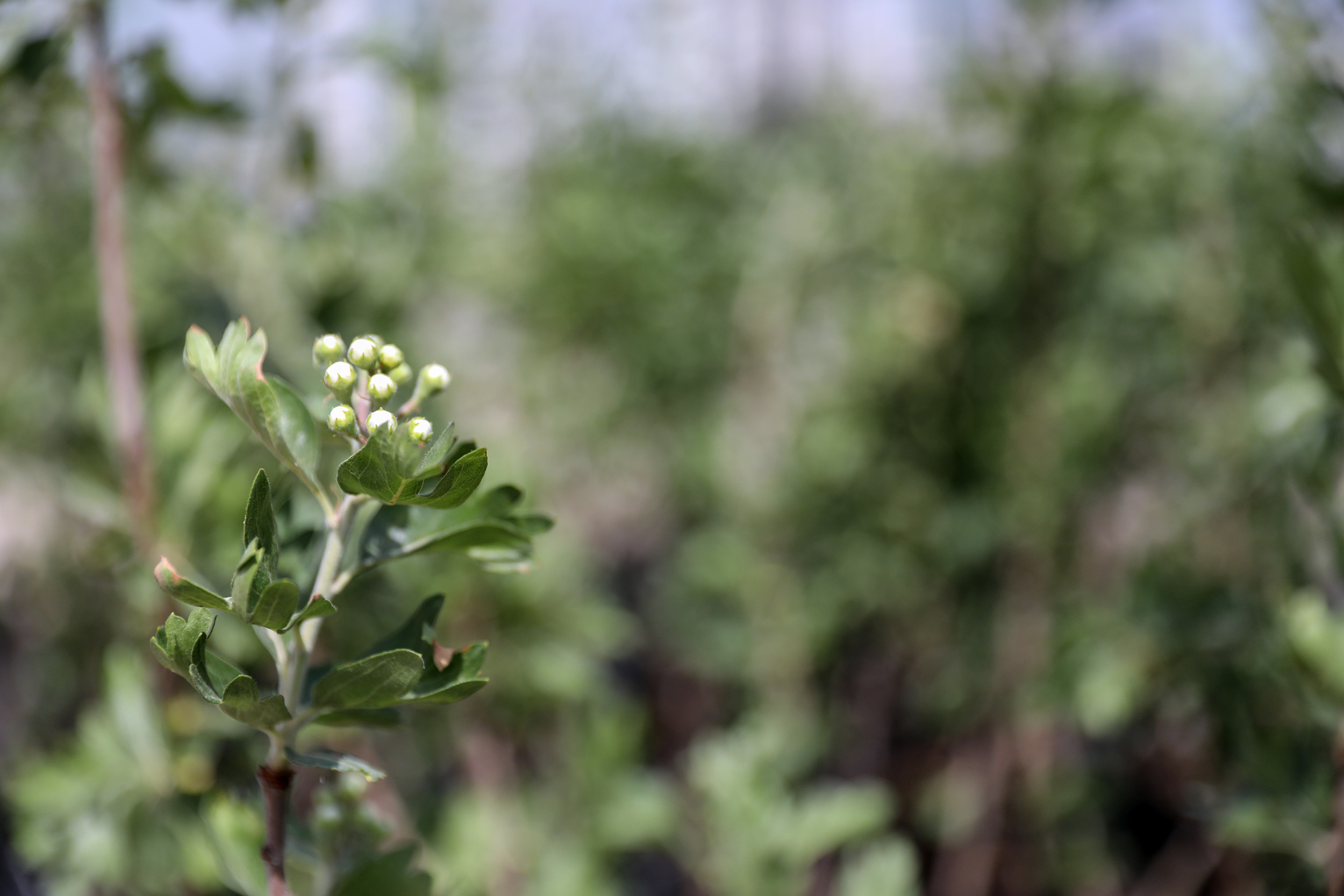 Mersin Büyükşehir Belediyesi, kent