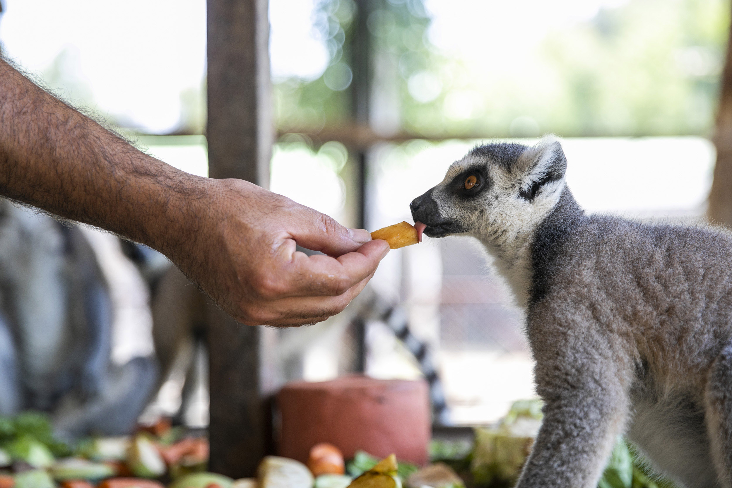 Mersin Büyükşehir Belediyesi Tarımsal