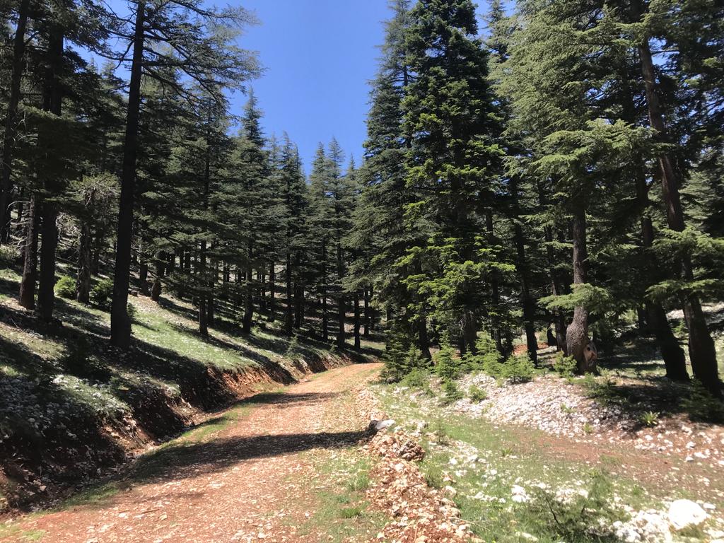 ​ Mersin Orman Bölge