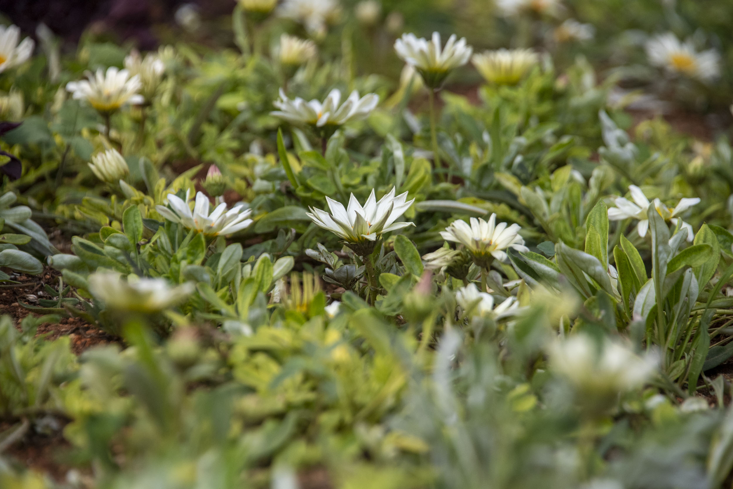 Mersin Büyükşehir Belediyesi Park