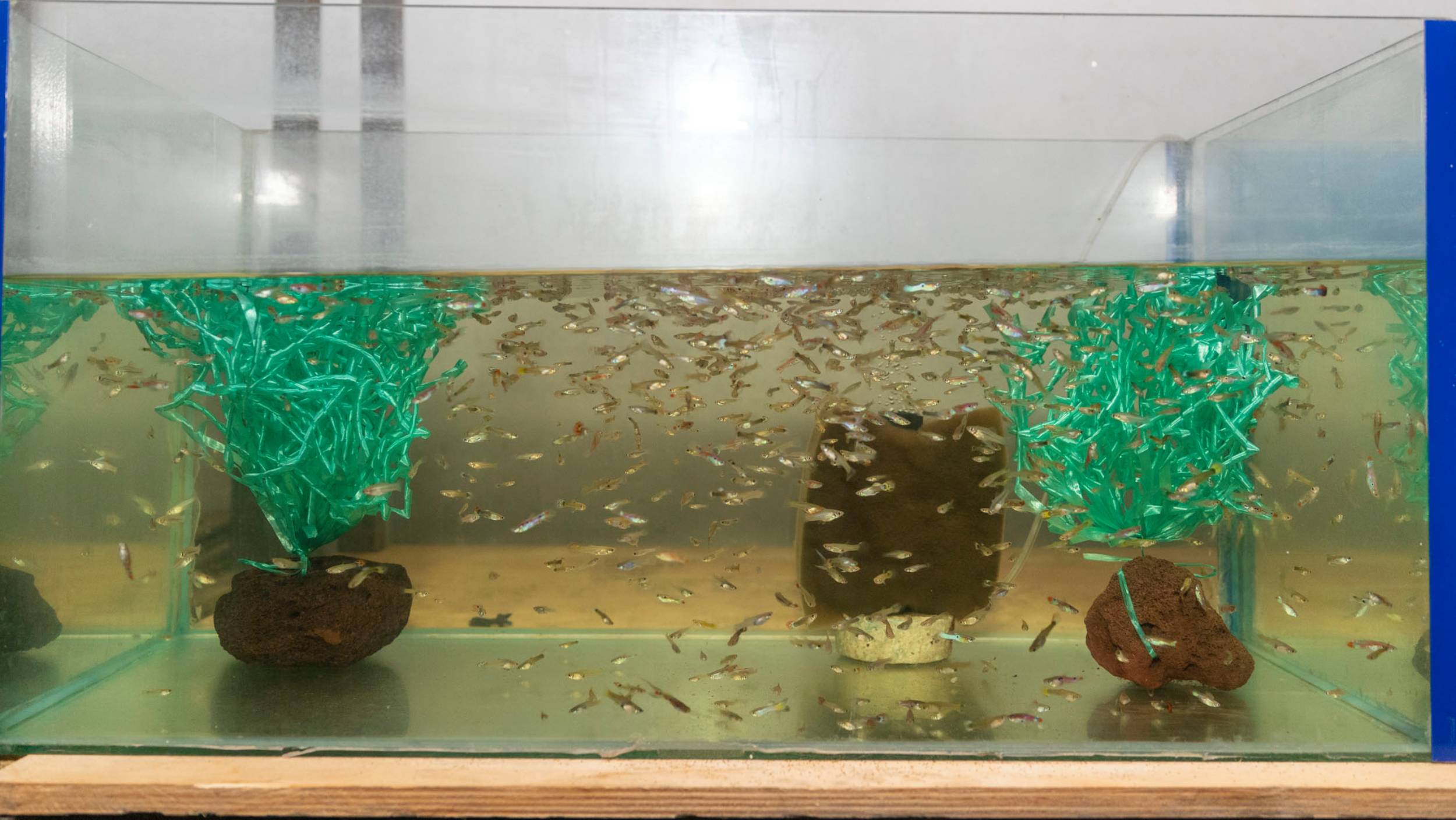 Mersin Büyükşehir Belediyesi, sivrisinekle