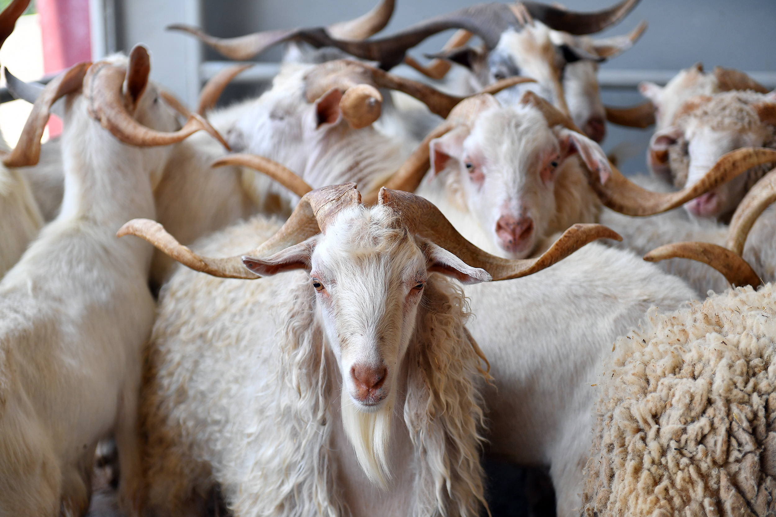 Mersin Büyükşehir Belediyesi, her