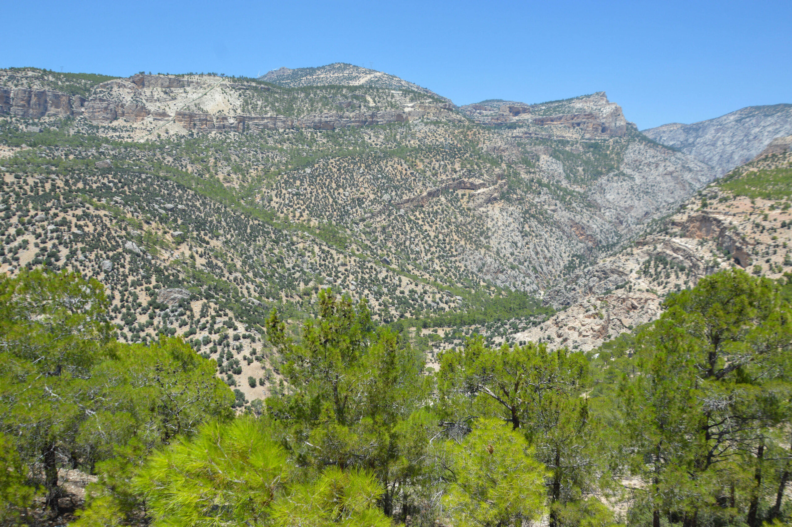 Mersin Büyükşehir Belediyesi; temel