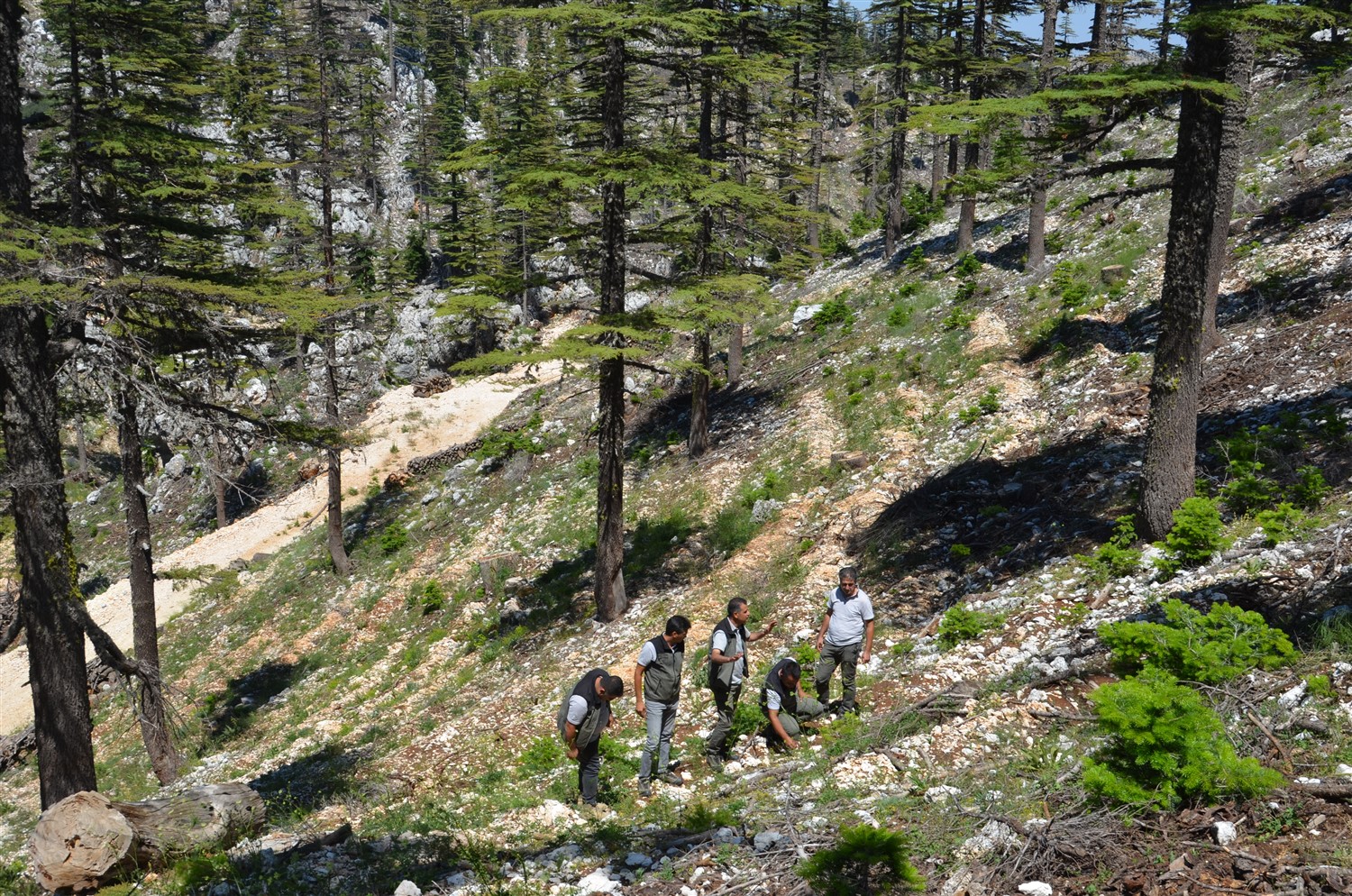 Mersin Orman Bölge Müdürü