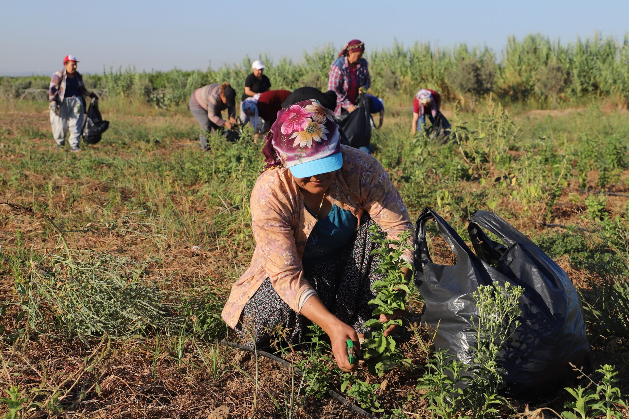 Akdeniz Belediyesi ile Akdeniz