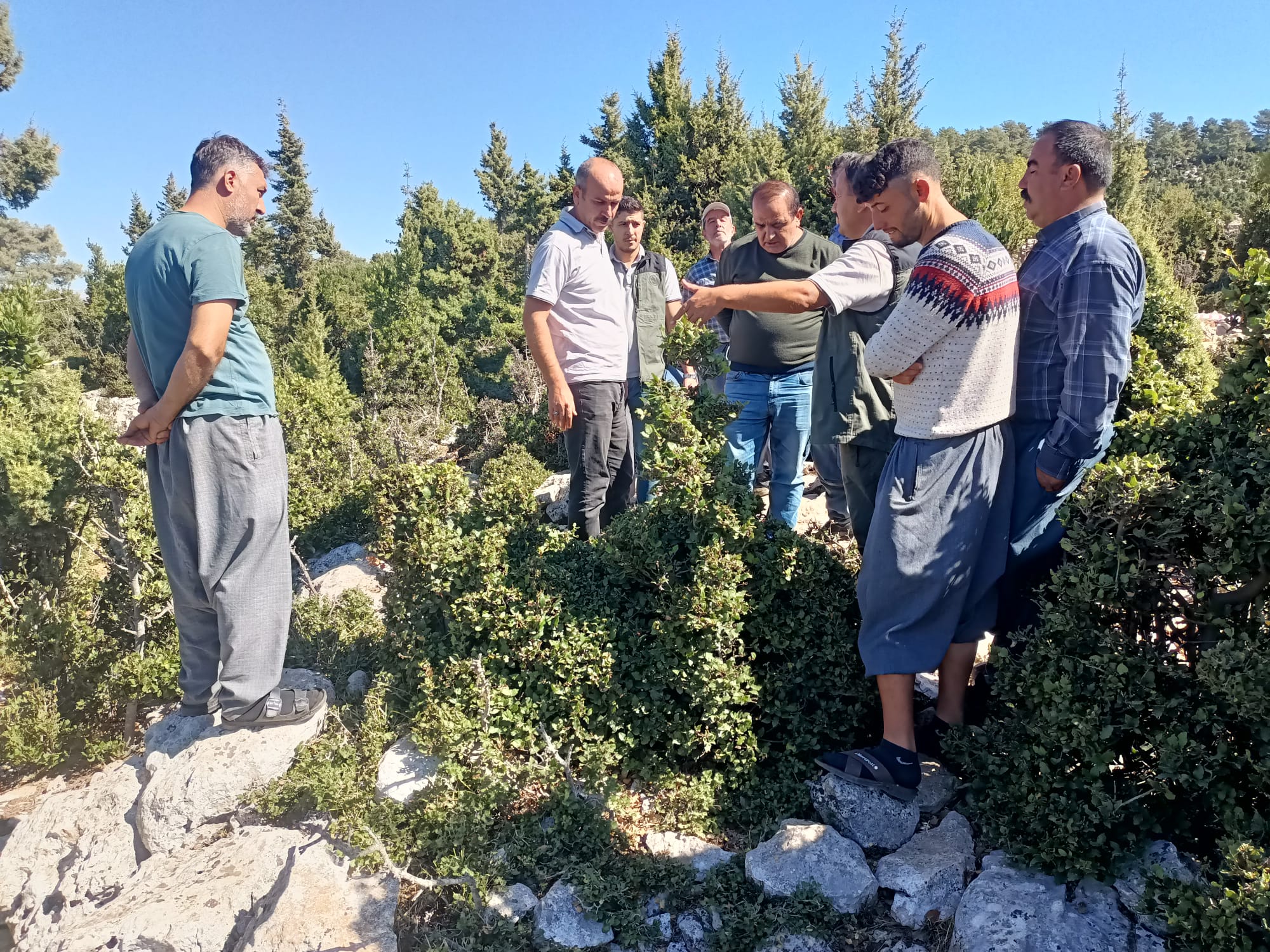 Defne kalitesini artırmak, verimi