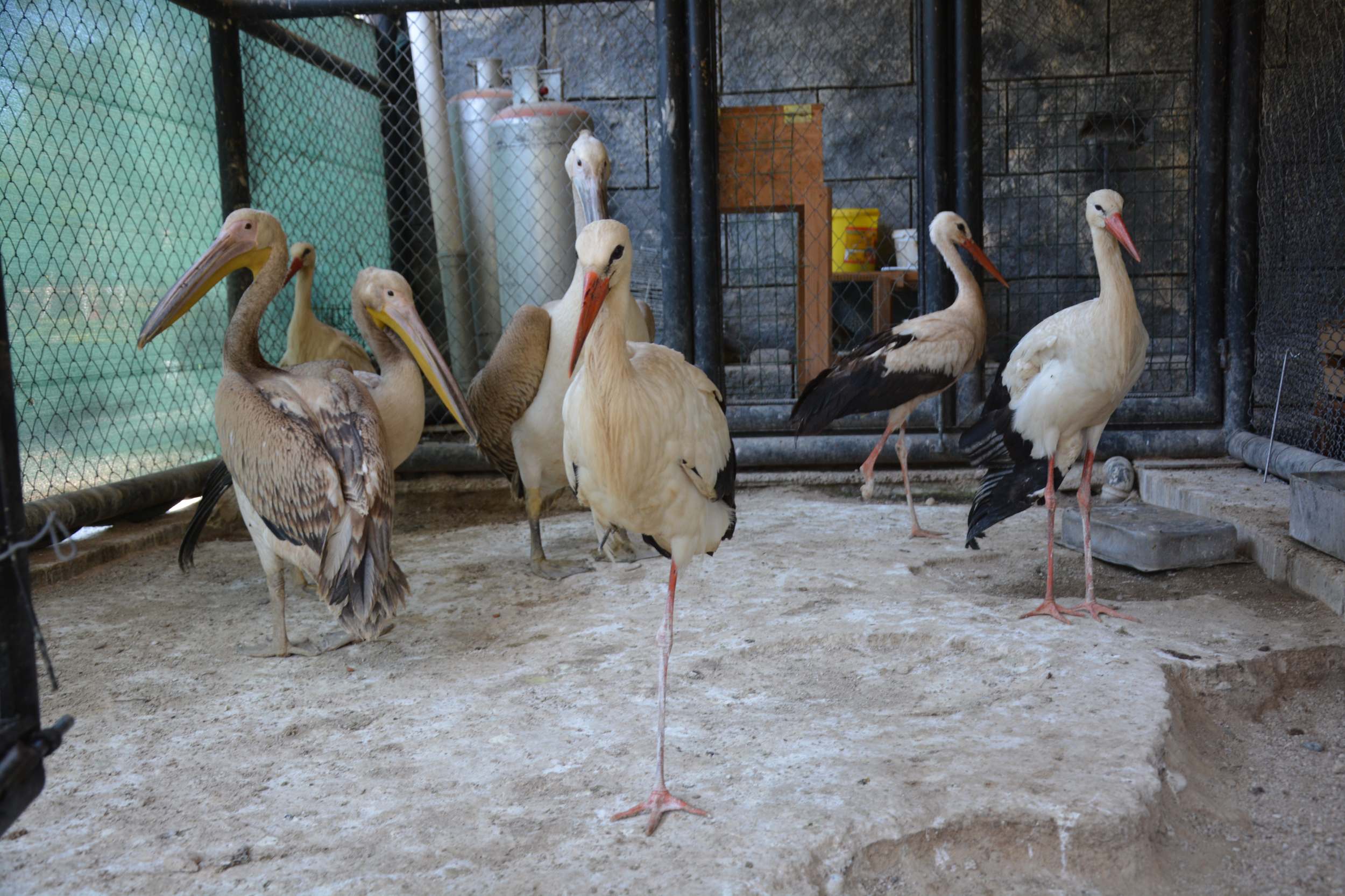 Mersin Büyükşehir Belediyesi Tarımsal