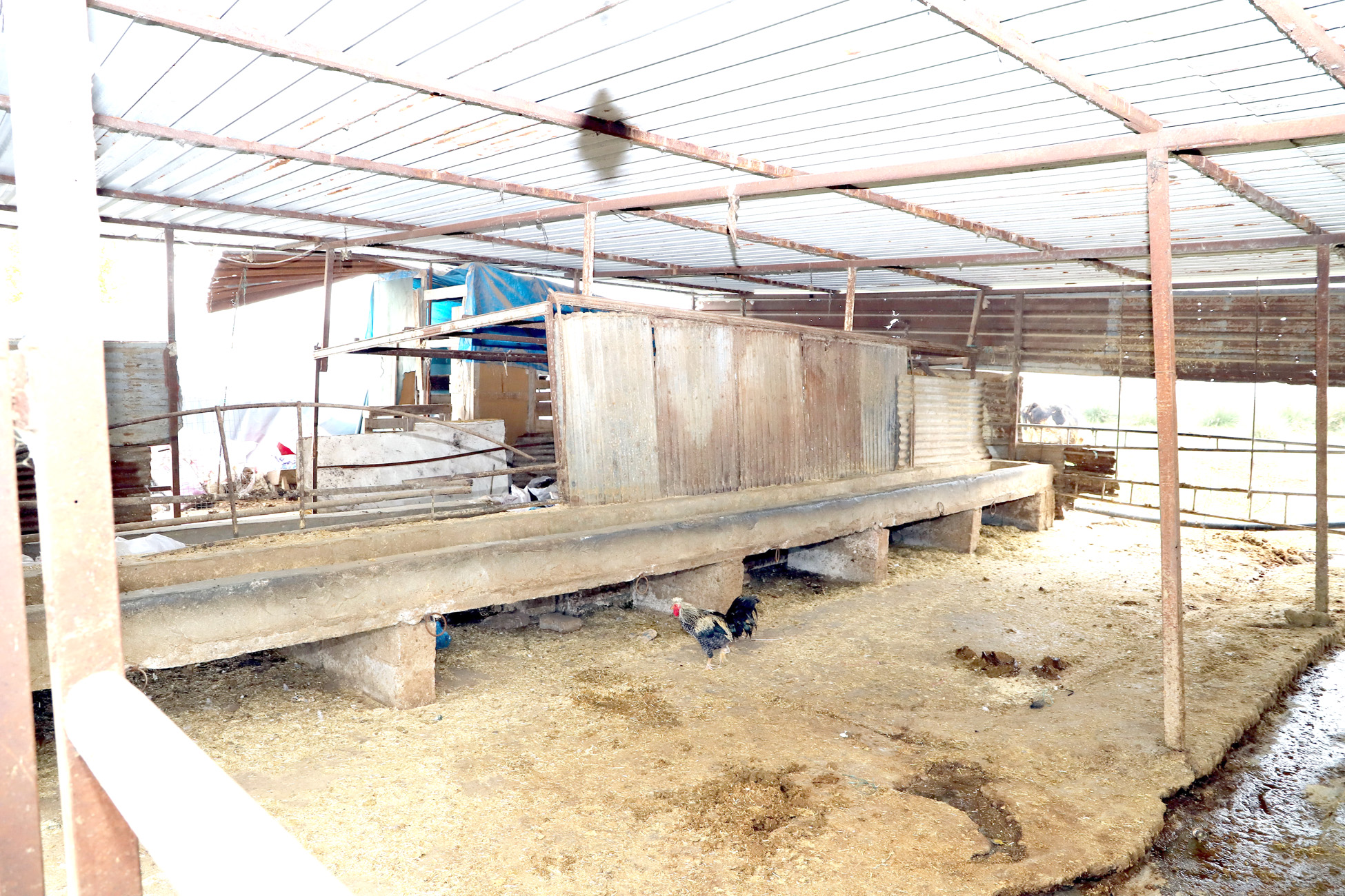 Hazine arazisine kaçak yapılan ahırlar, barınaklar, kümes ve yemlikler yıkıldı Akdeniz Belediyesi Fen İşleri