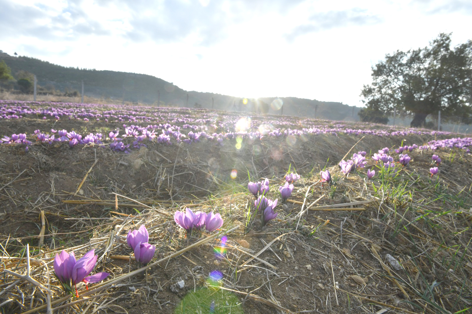 Mersin Yenişehir Belediyesi ve