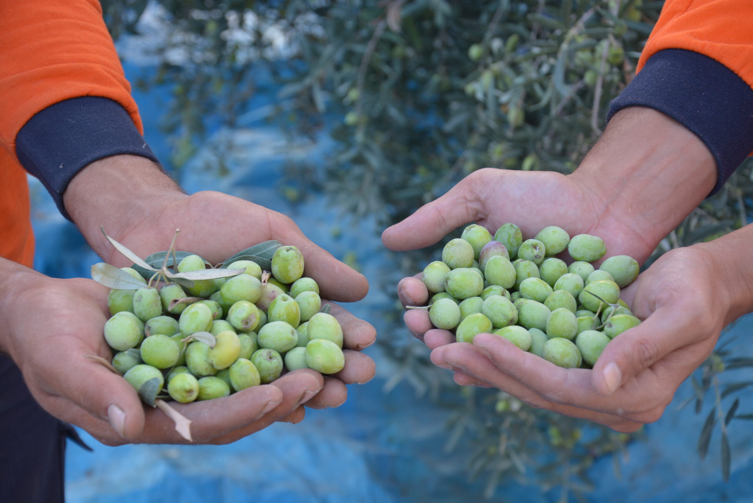Mersin Büyükşehir Belediyesi ekipleri,