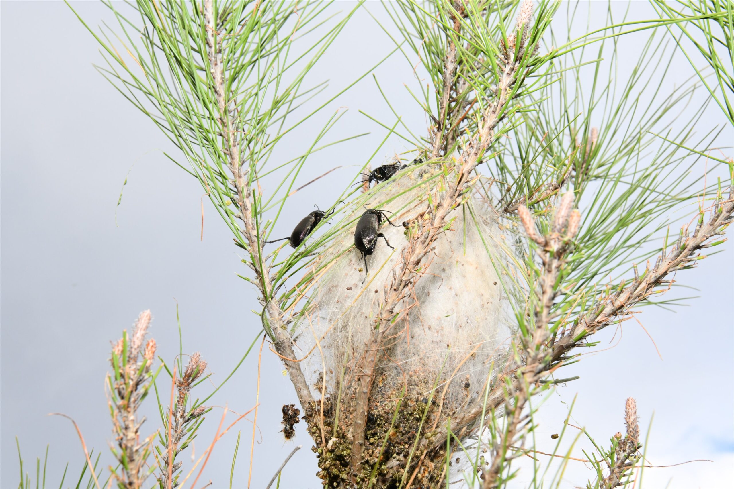 Mersin Orman Bölge Müdürlüğü