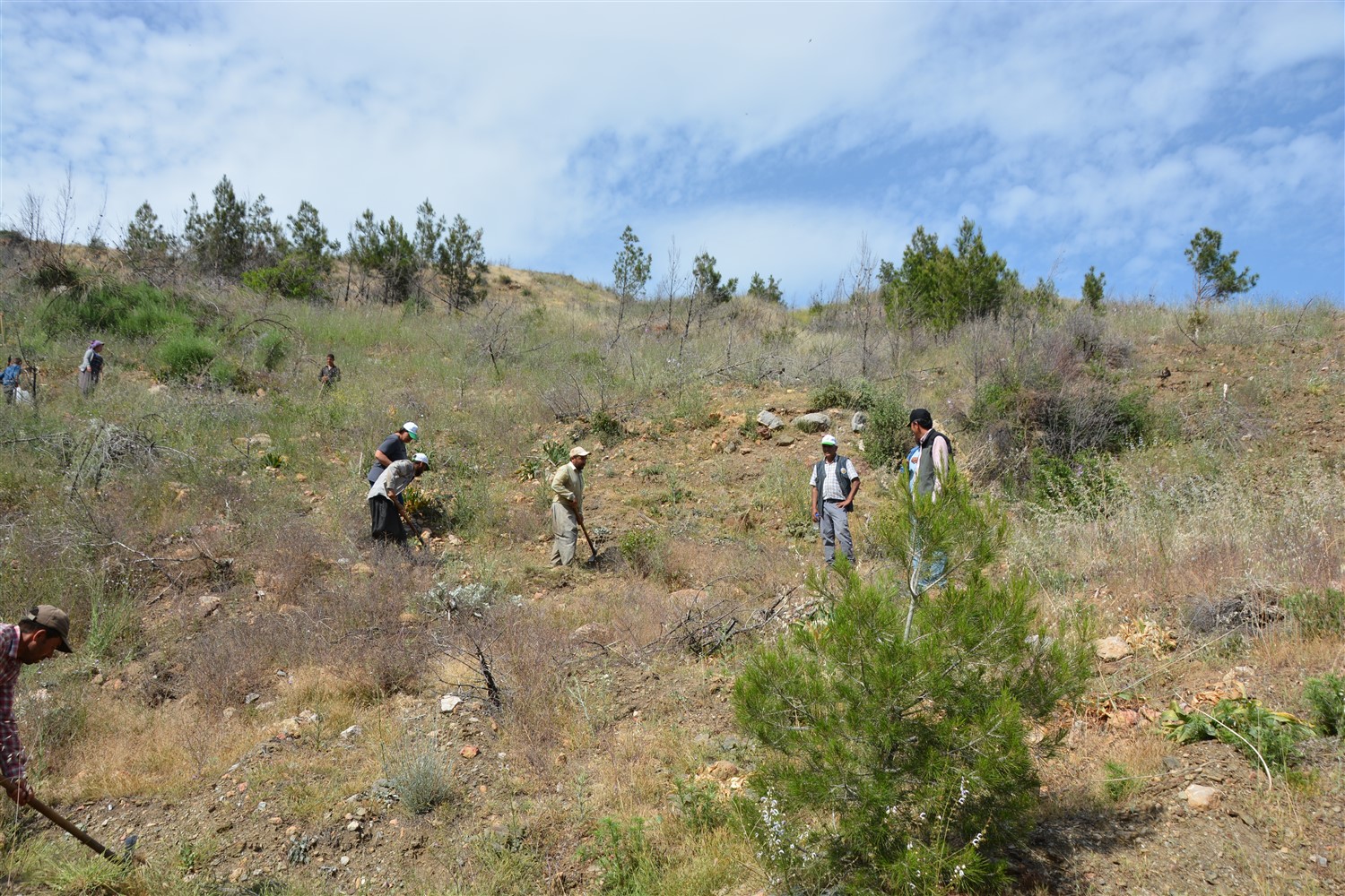 Silifke Orman İşletme Müdürlüğü,