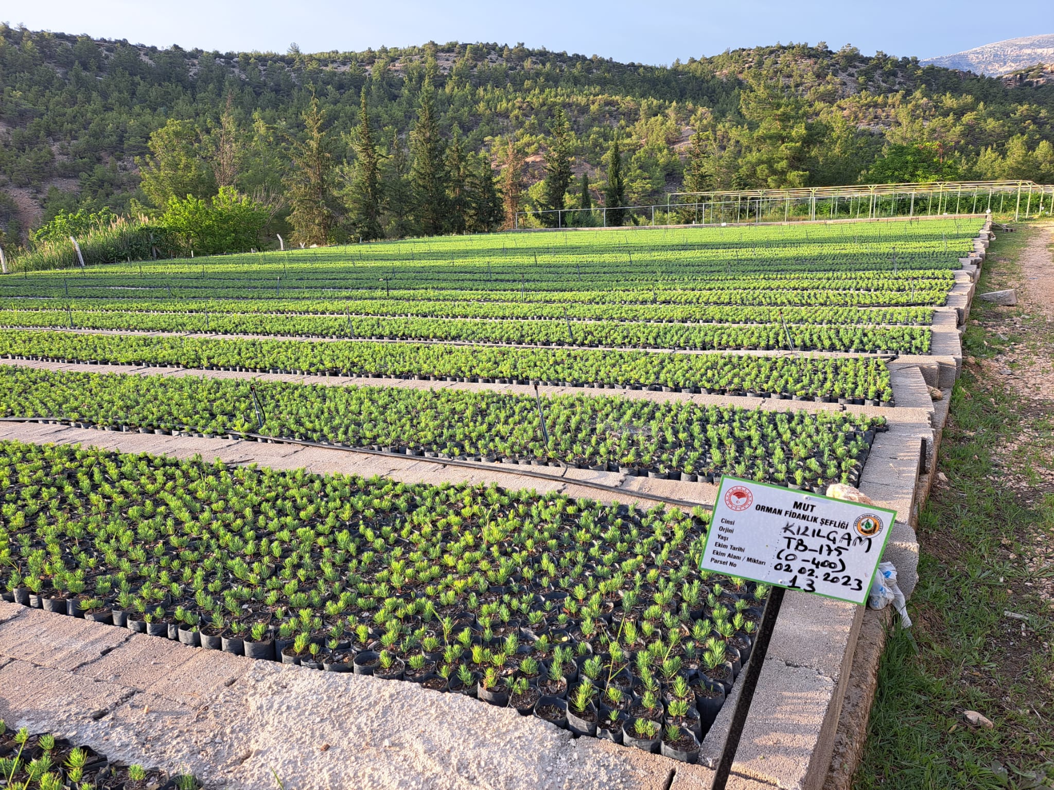 Mersin Orman Bölge Müdür