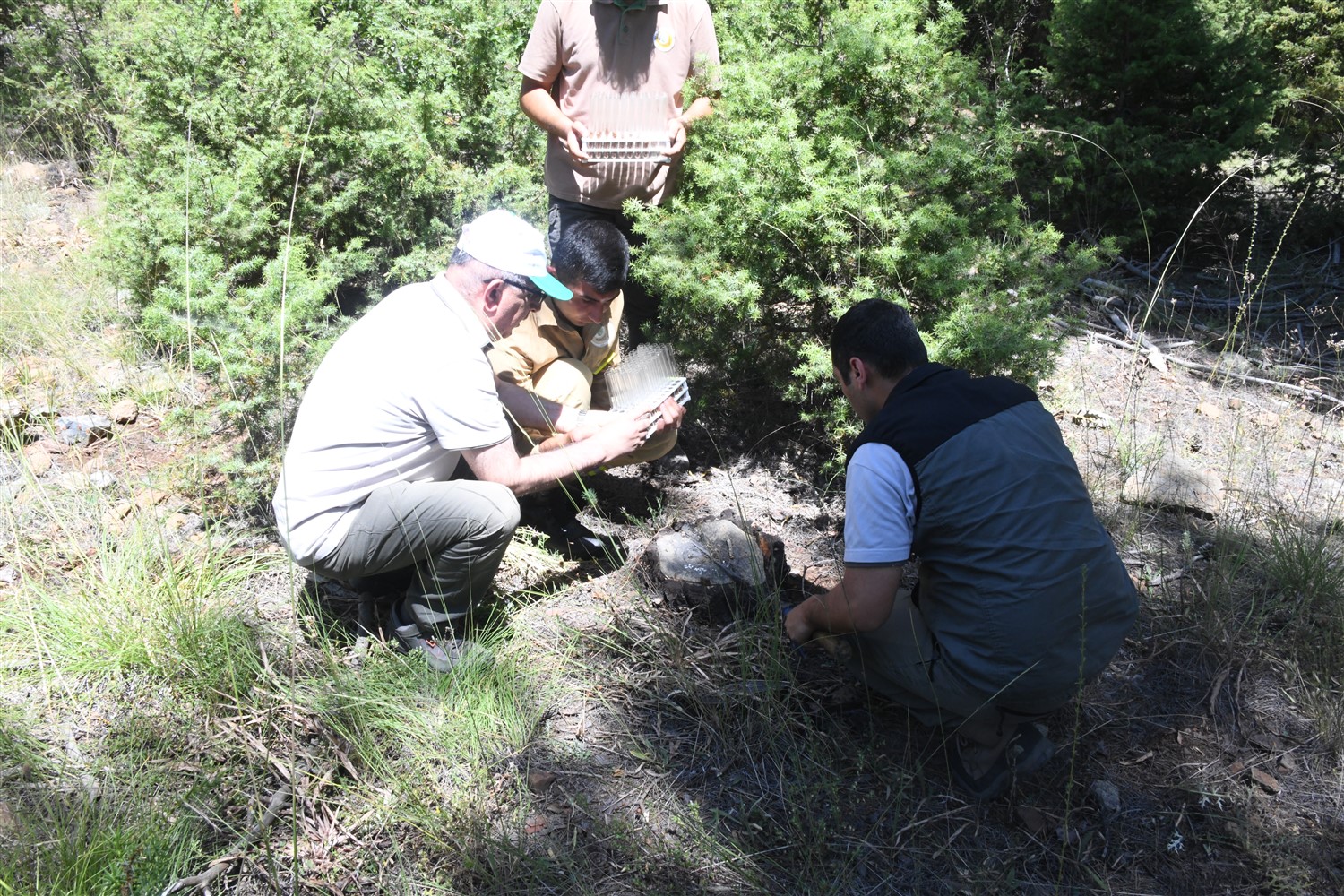 Dumansız Yangına Karşı Biyolojik Mücadeleyi Başlattık Mersin Orman Bölge Müdürlüğü