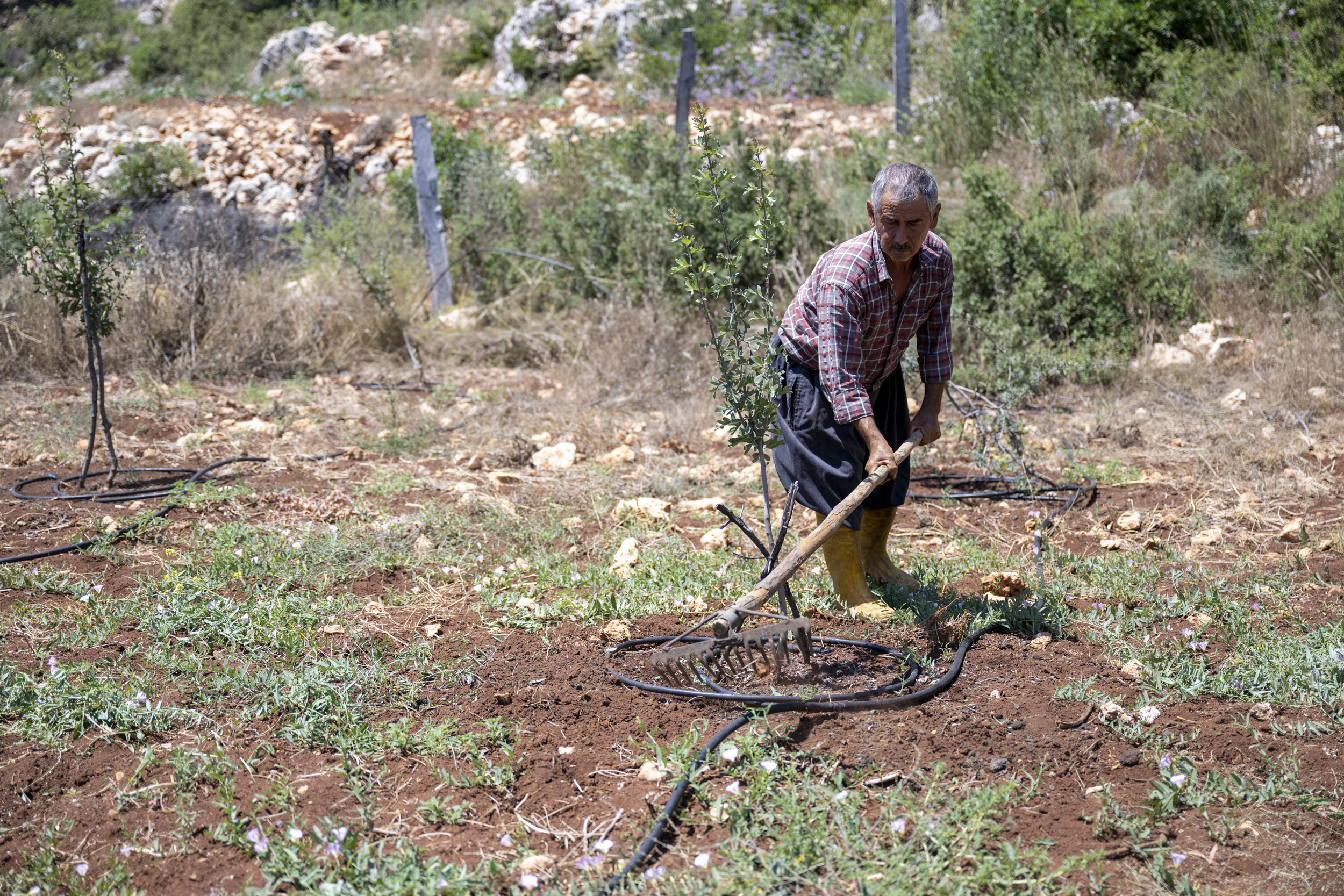 Mersin Büyükşehir Belediyesi, Tarımsal