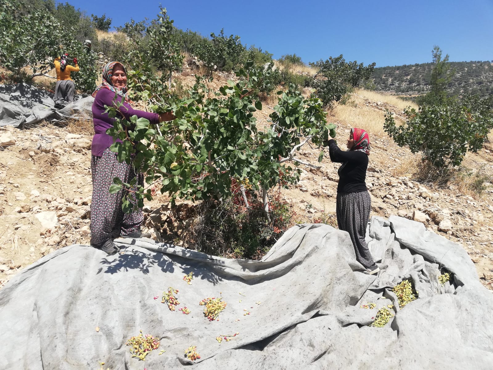 Ormanlarımız Fıstık Gibi Orman Genel Müdürlüğümüz tarafından
