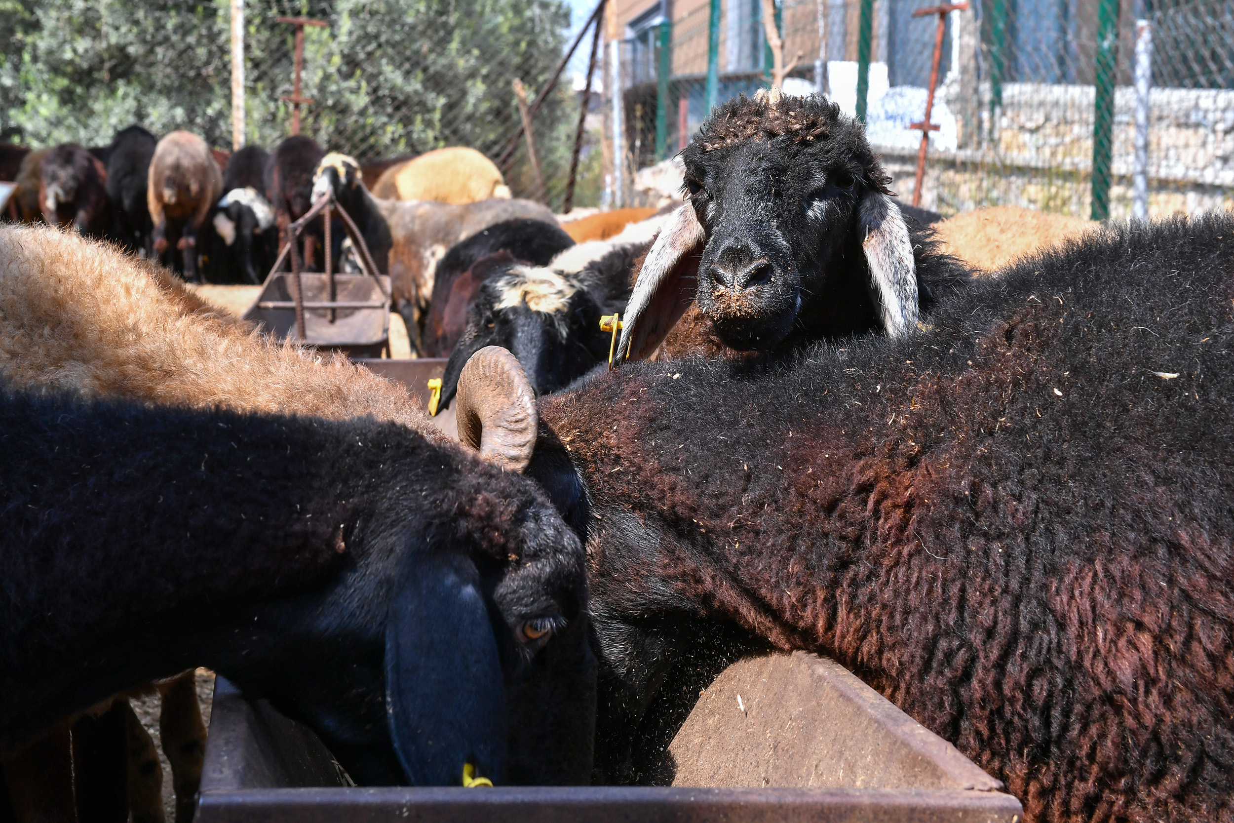 Mersin Büyükşehir Belediyesi, Tarımsal