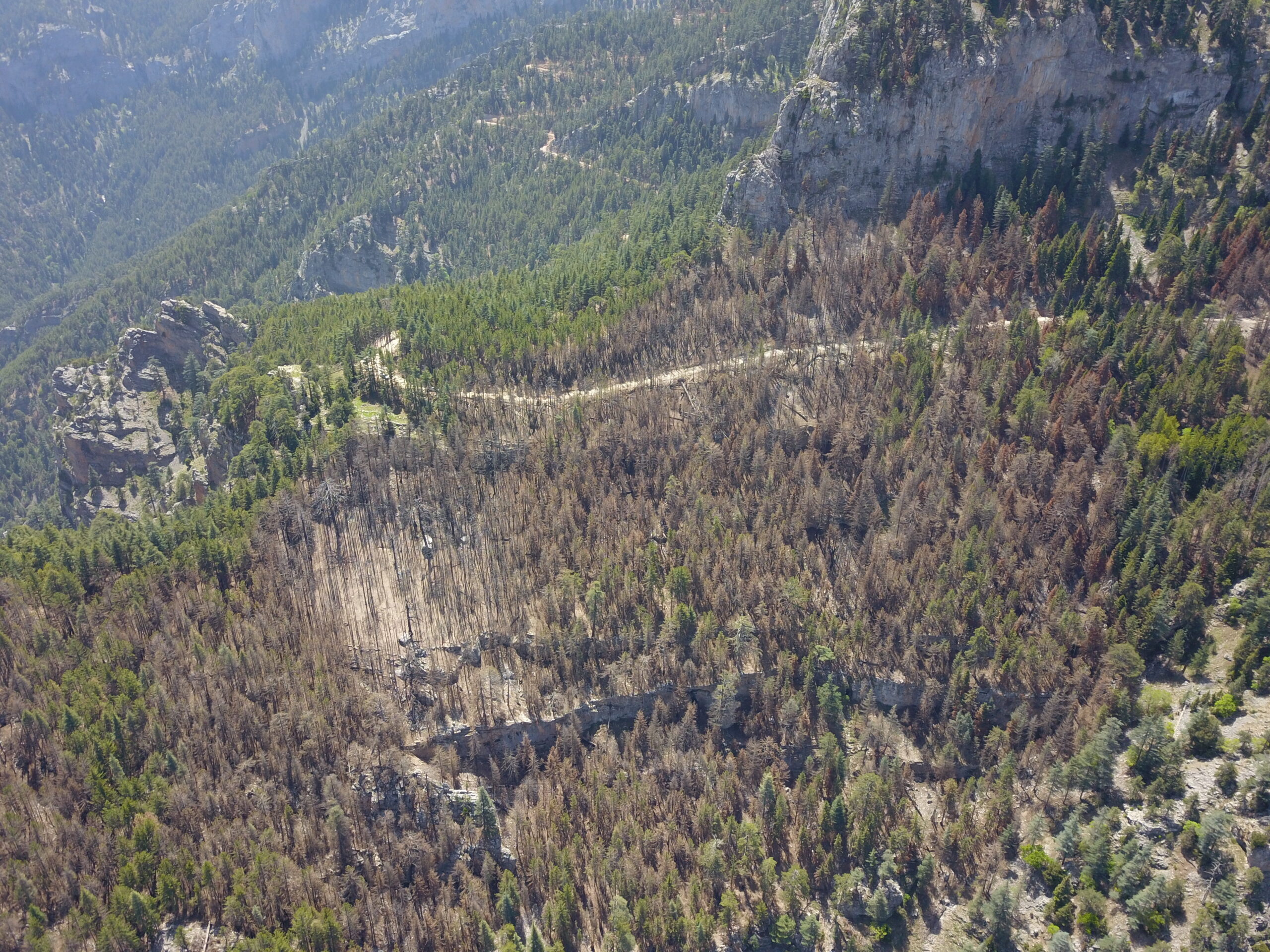 Mersin Orman Bölge Müdürlüğü,