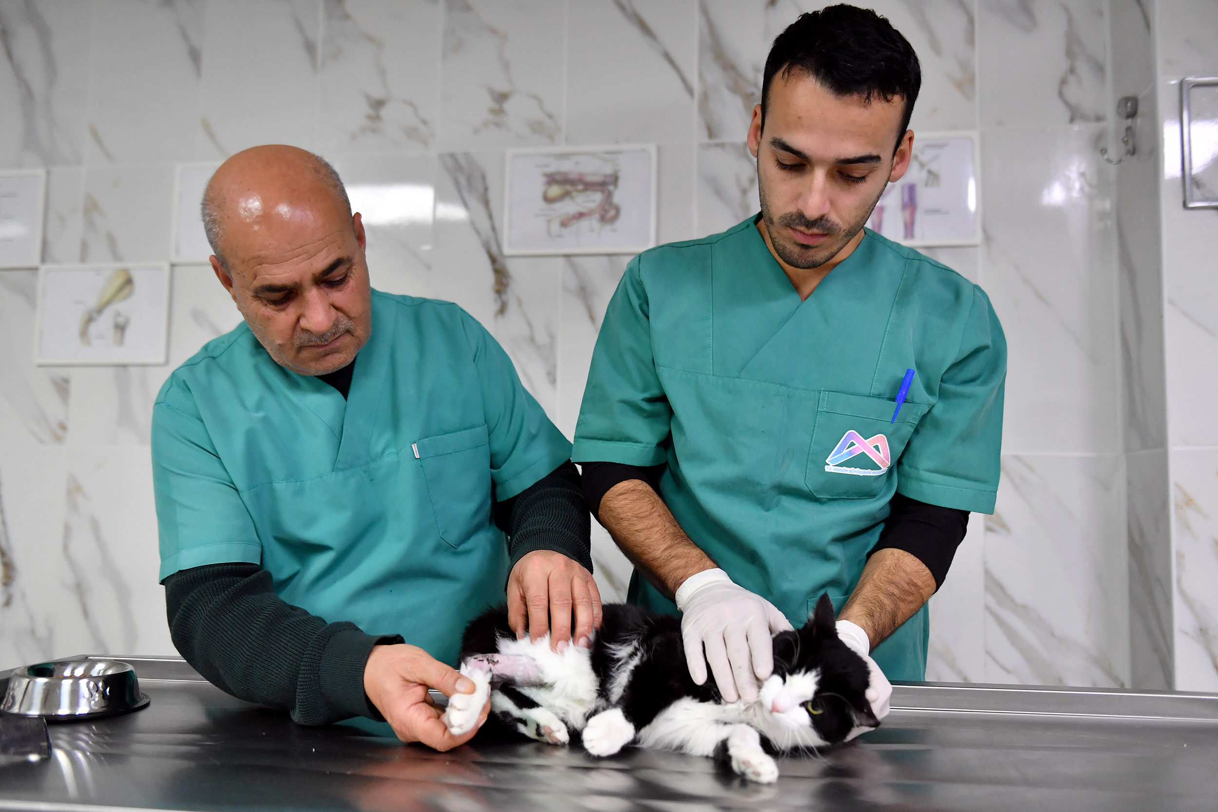 Mersin Büyükşehir Belediyesi, patili