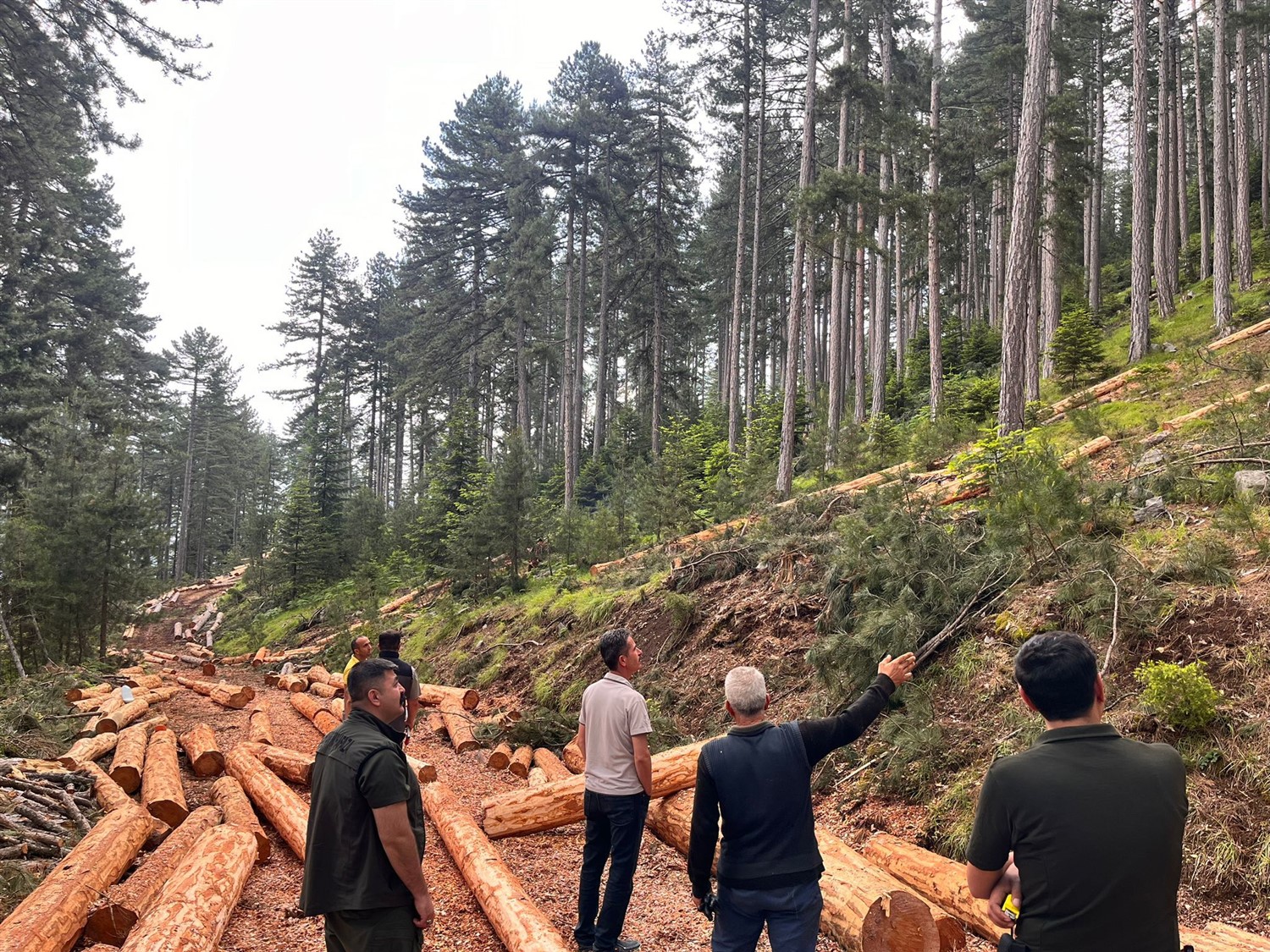 Mersin Orman Bölge Müdürlüğümüze
