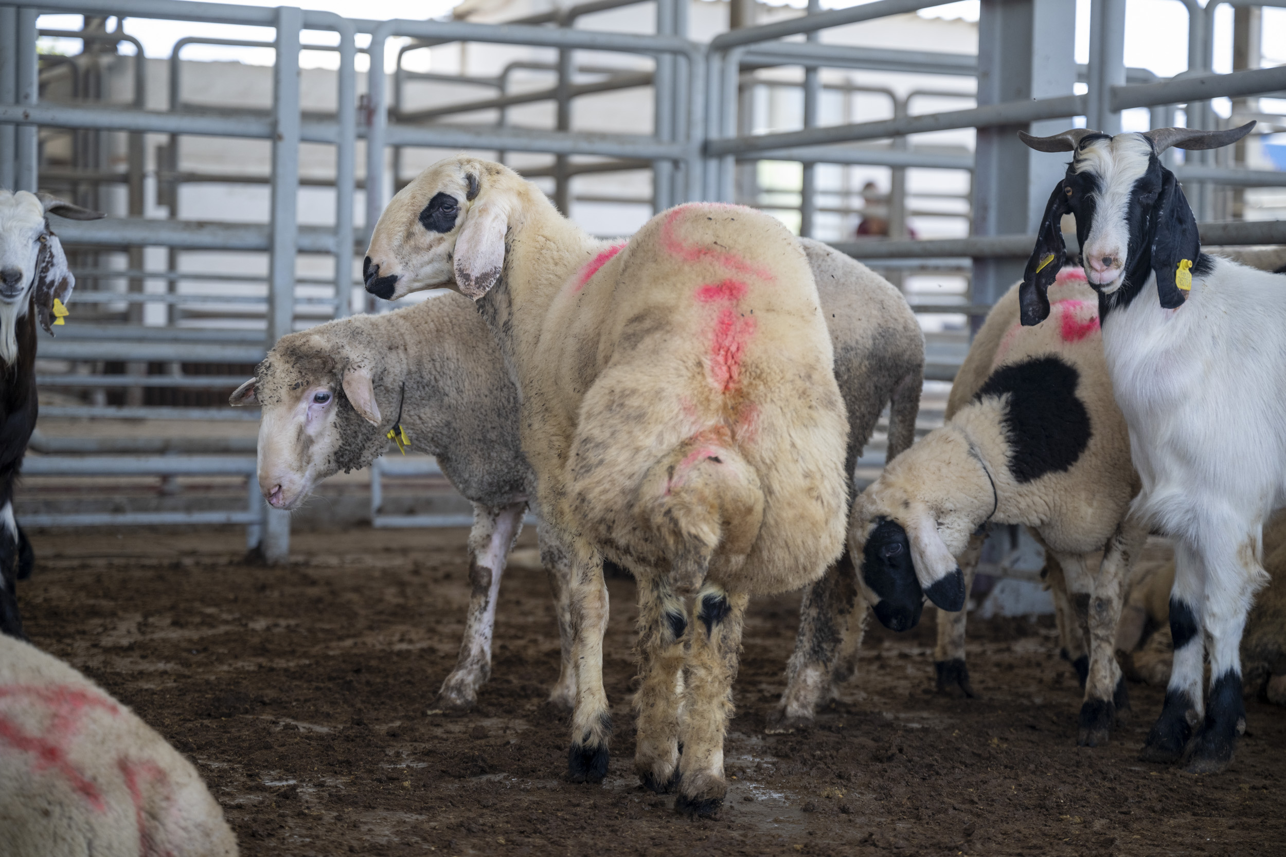 Kurban Bayramı’nın gelmesi ile