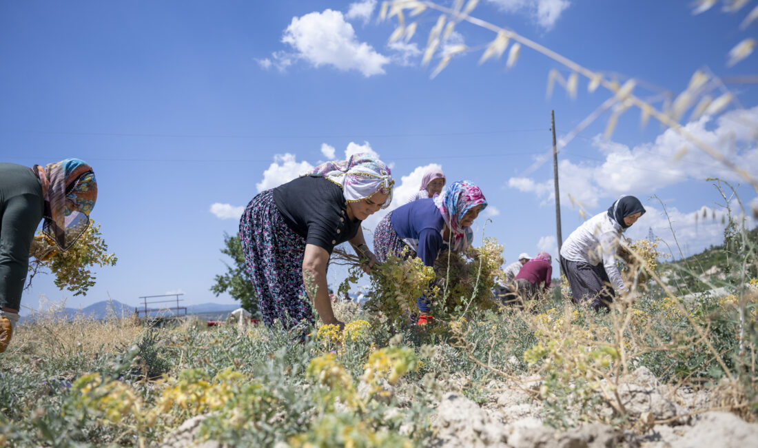 Mersin Büyükşehir Belediyesi Tarımsal