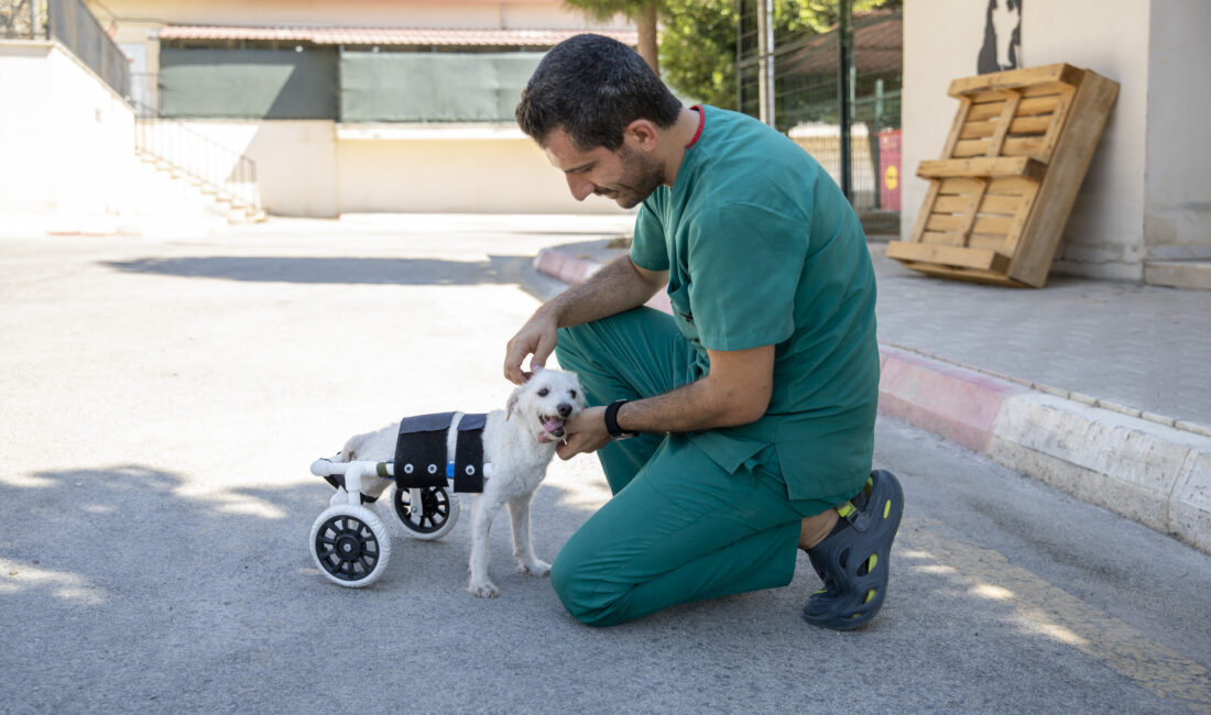 Mersin Büyükşehir Belediyesi Tarımsal