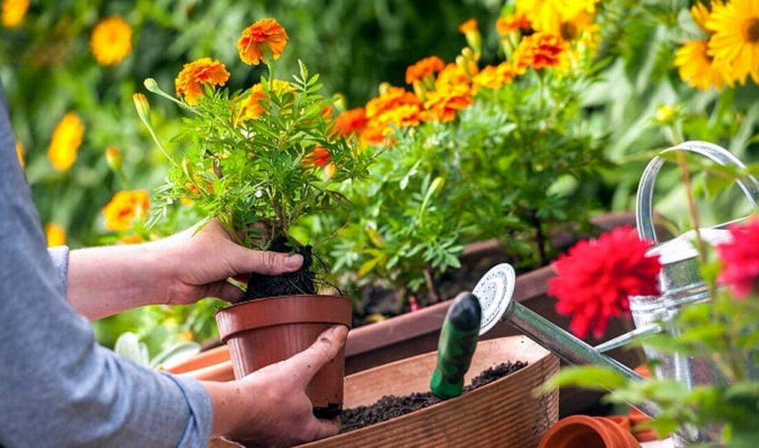 Akdeniz Belediyesi tarafından; 18-29