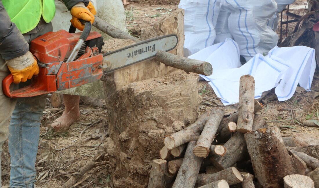 Mersin’in Erdemli Belediyesi budanan