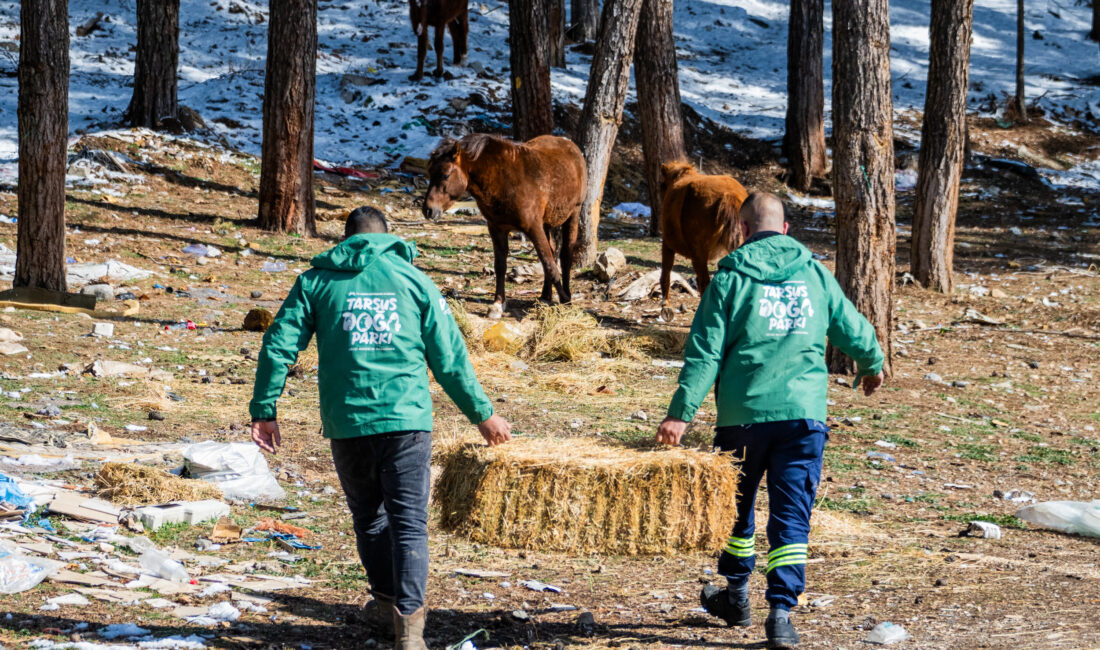 Mersin Büyükşehir Belediyesi Veteriner
