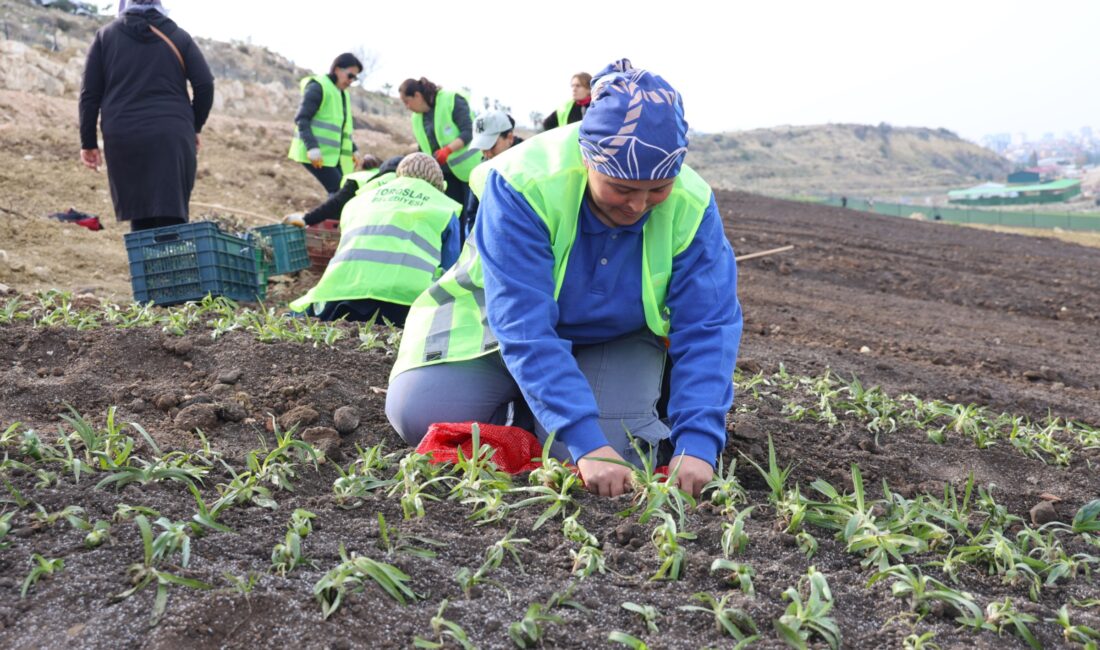 Toroslar Belediyesi, Mersin Şehir