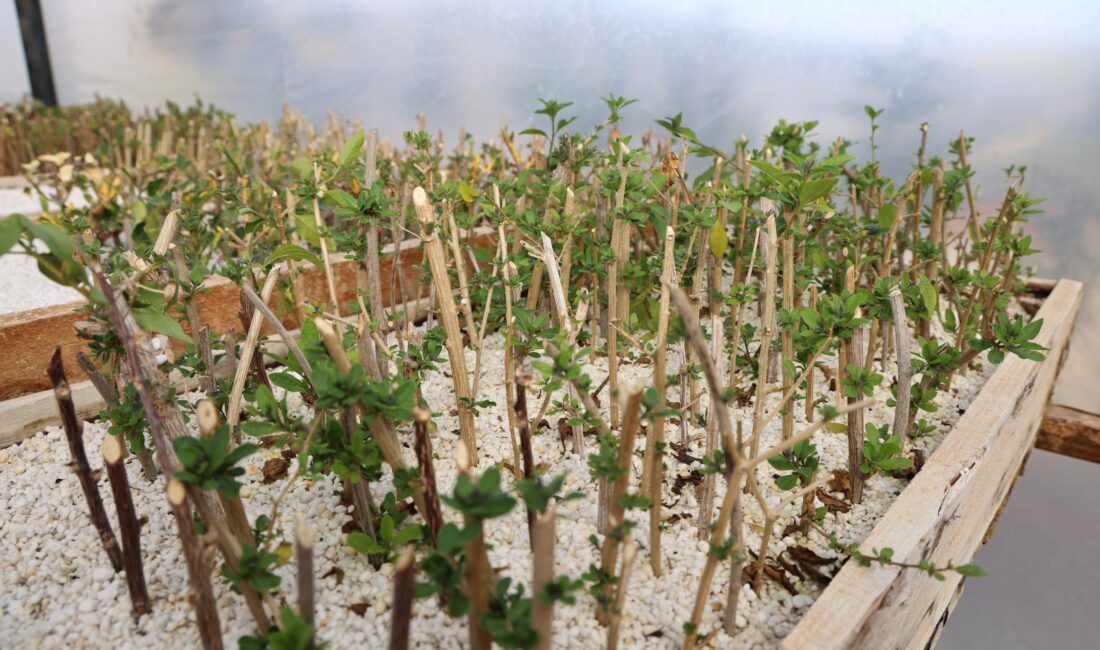 Toroslar Belediyesi Park ve