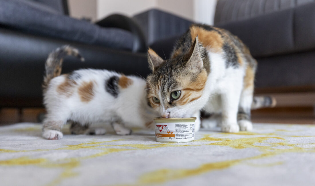 Mersin’in Toroslar ilçesinde dünyaya