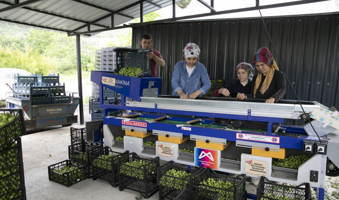 BÜYÜKŞEHİR’İN ERİK BOYLAMA MAKİNESİ DESTEĞİYLE ÜRETİCİNİN YÜKÜ HAFİFLİYOR Mersin Büyükşehir Belediyesi, kırsal