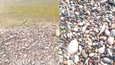 Kazanlı sahiline çok sayıda ölü balık vuruyor