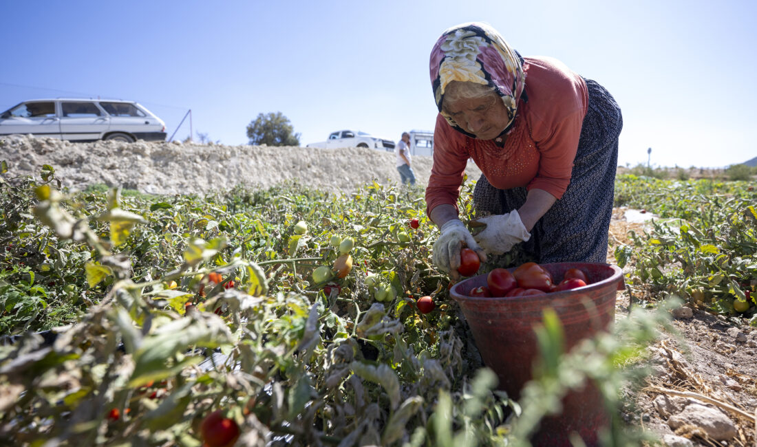 Verdiği yerinde tarımsal katkılar
