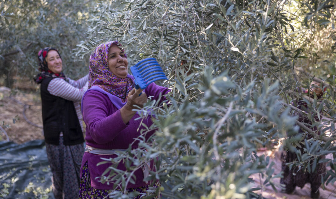 Mersin Büyükşehir Belediyesi Tarımsal