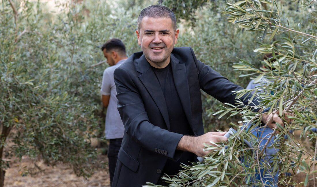 BİR DAL ZEYTİN, BİN UMUT, MEZİTLİ’DEN GELECEĞE DOKUNAN PROJE Mezitli Belediye Başkanı Ahmet