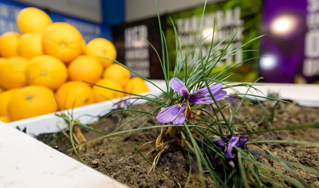 Mersin Tarım Fuarı, Yenişehir